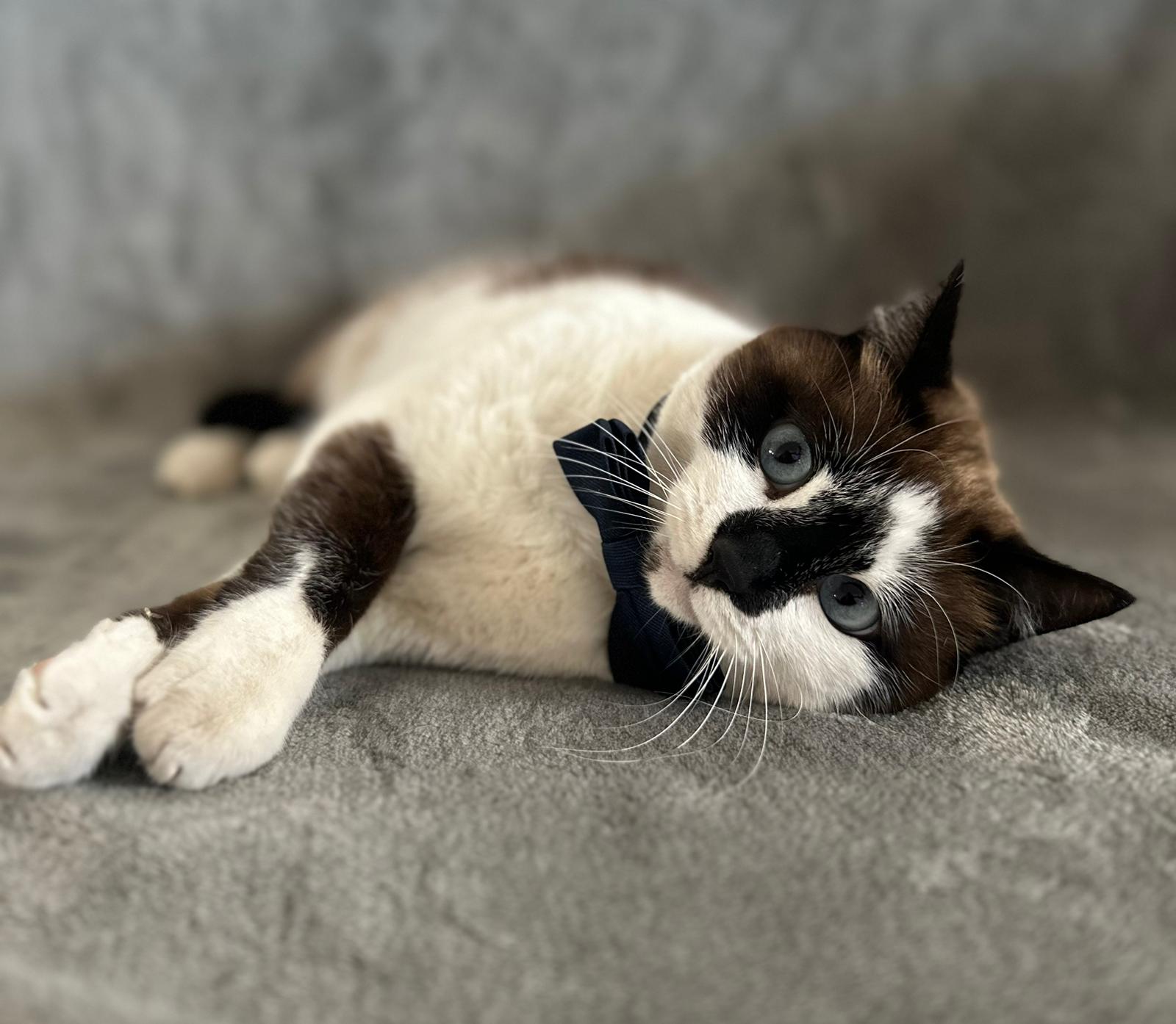 Pet comfort and care