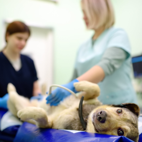 Veterinary services